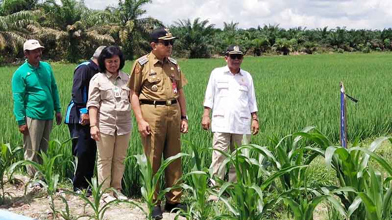 Produksi-Beras-di-Kobar-Belum-Cukupi-Kebutuhan-Pangan.jpg